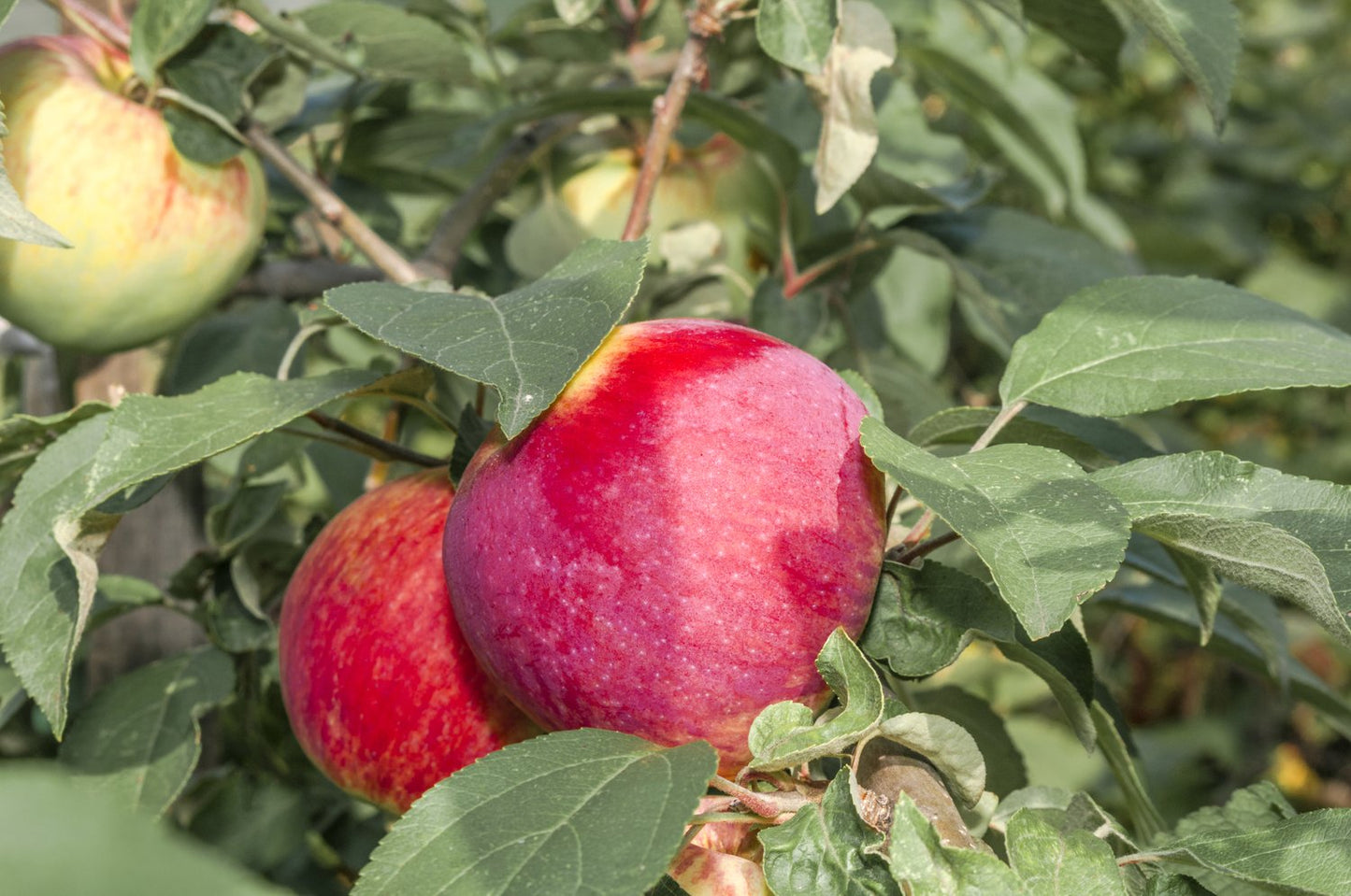 Malus domestica 'Birgit Bonnier' E, (äpple),  inkl. uppbindnings kit