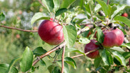 Malus domestica 'Birgit Bonnier' E, (äpple),  inkl. uppbindnings kit
