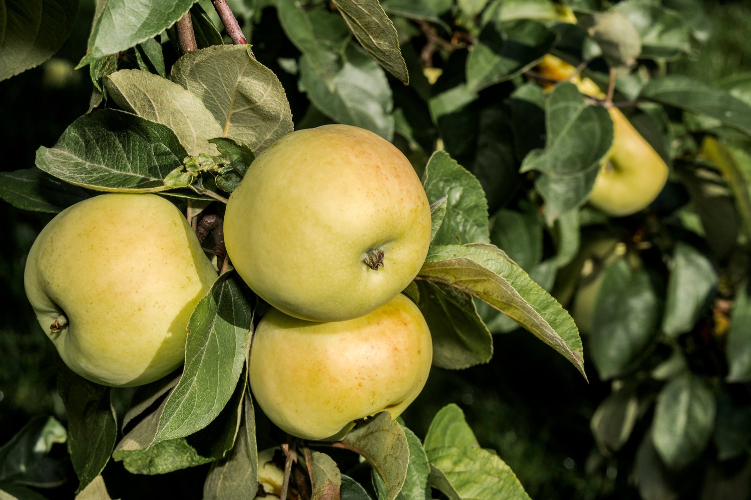 Malus domestica 'Oranie' E (äpple),  inkl. uppbindnings kit