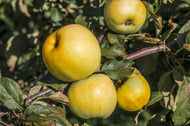 Malus domestica 'Oranie' E (äpple),  inkl. uppbindnings kit