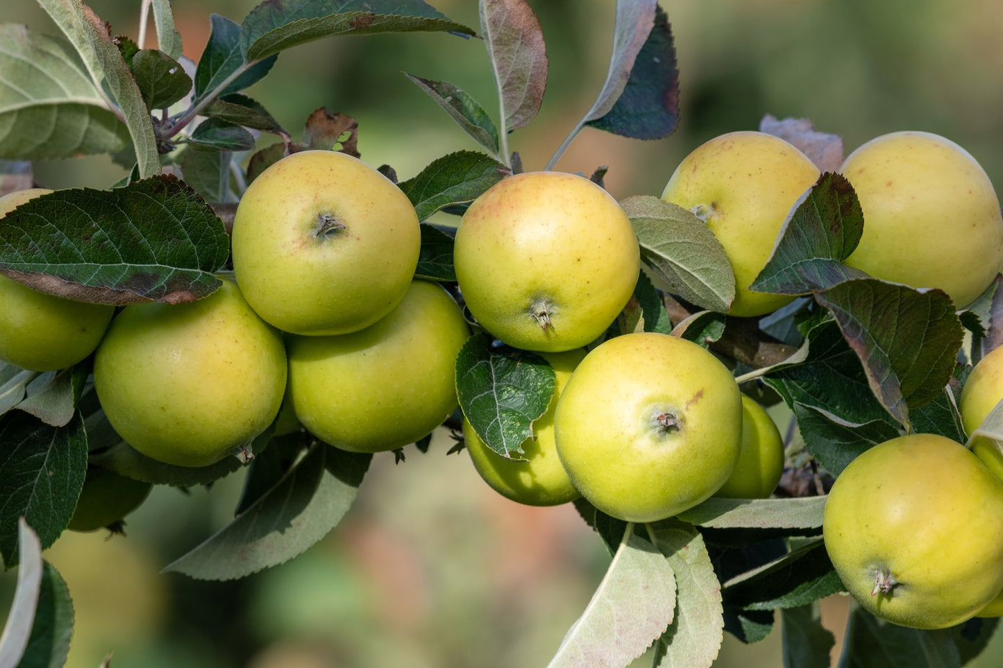 Malus domestica 'Oranie' E (äpple),  inkl. uppbindnings kit