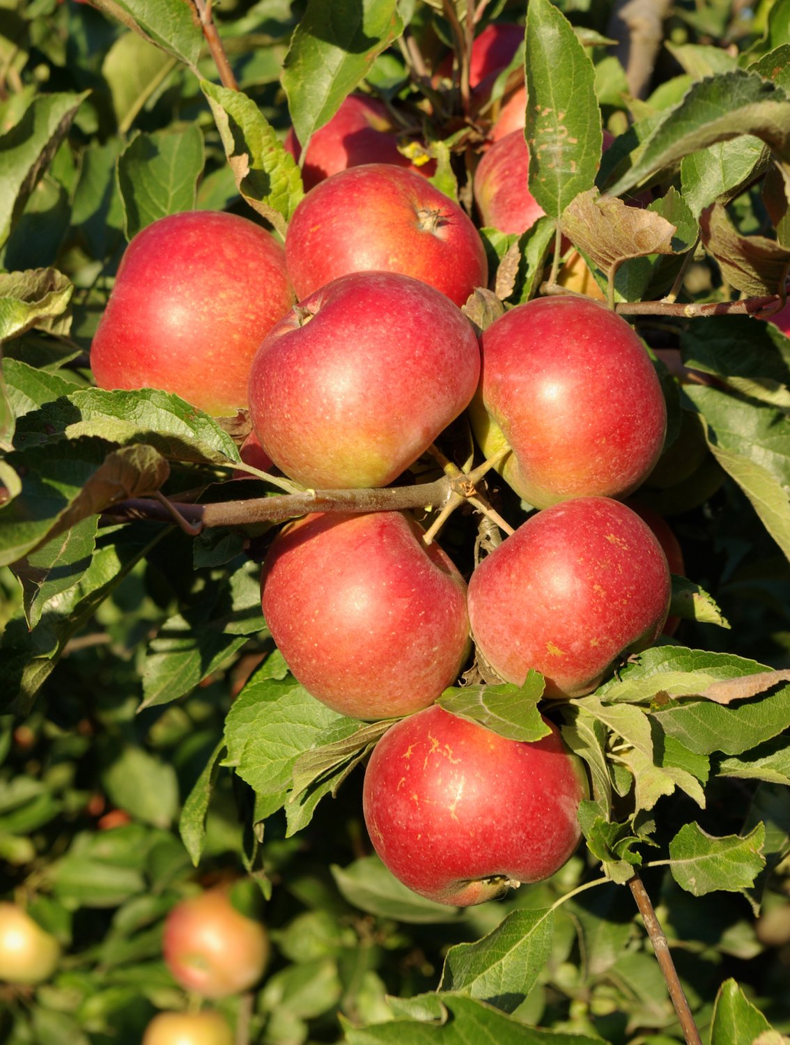 Malus domestica 'Queen Cox' (äpple), inkl uppbindnings kit