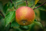 Malus domestica 'Queen Cox' (äpple), inkl uppbindnings kit