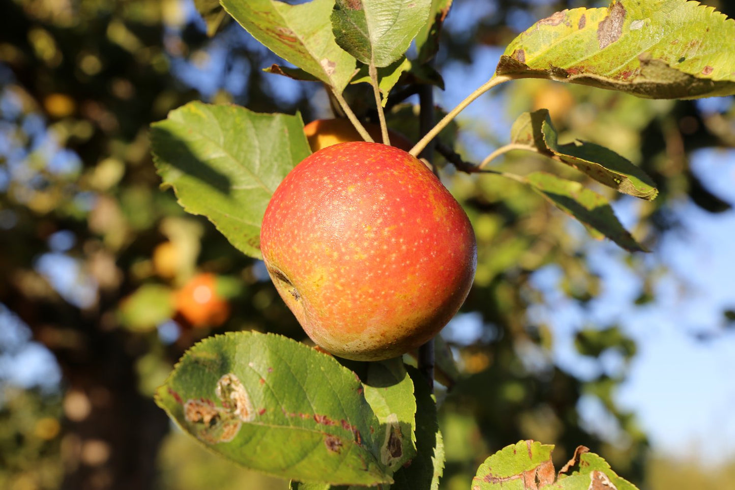 Malus domestica 'Queen Cox' (äpple)