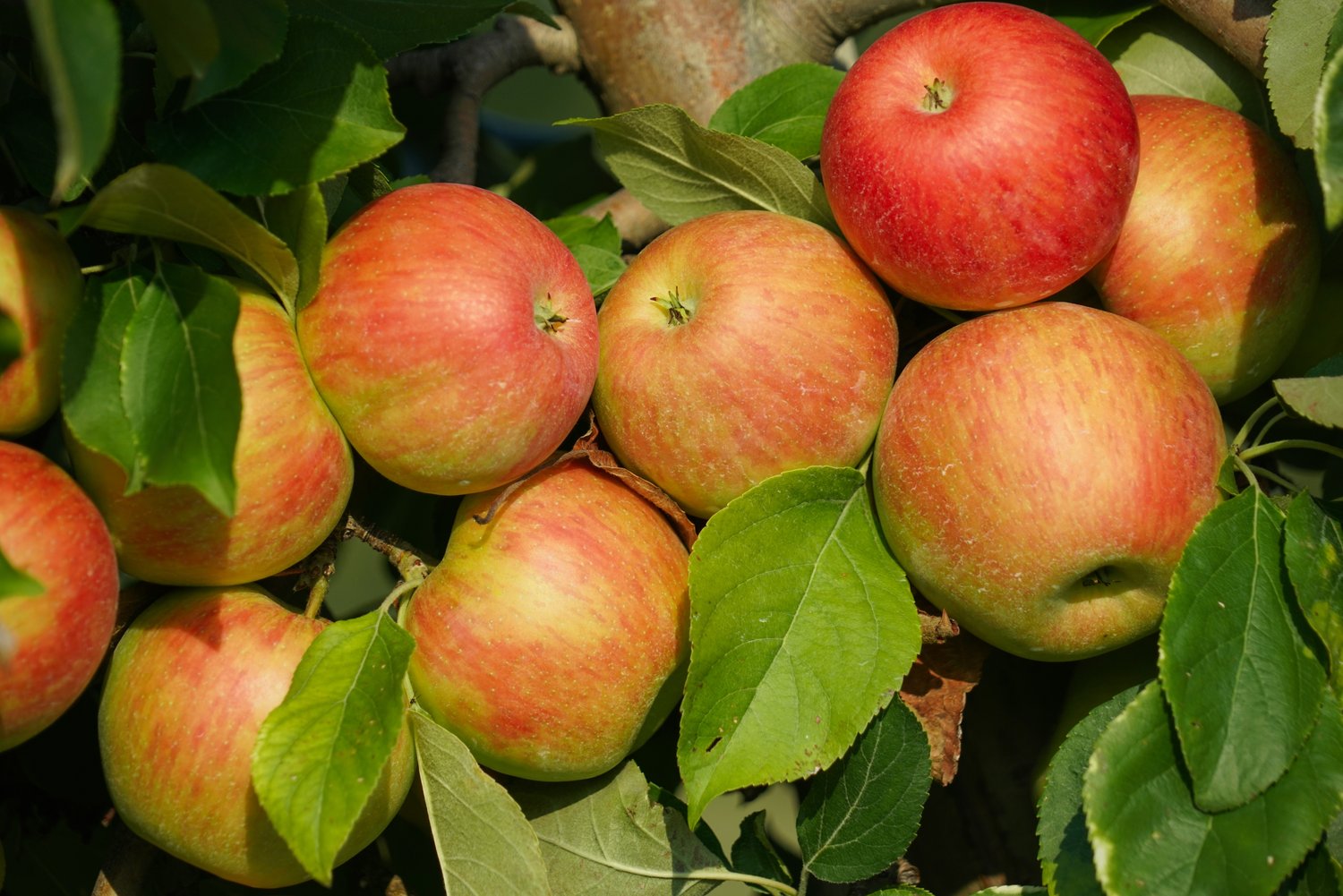 Malus domestica 'Fredrik' E (äpple)