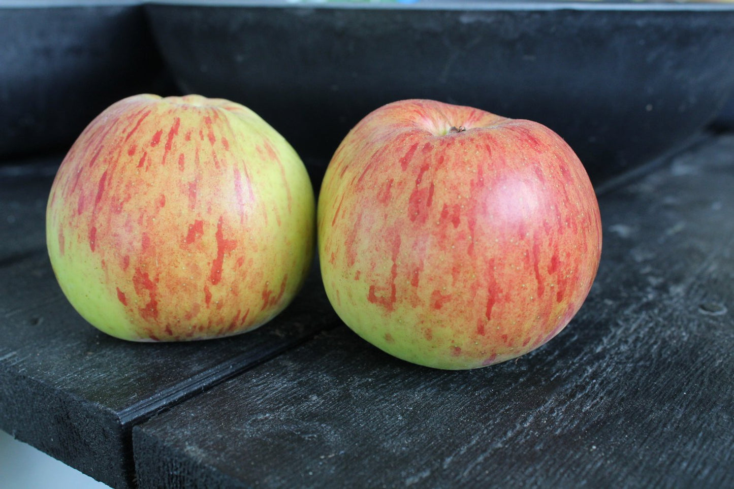 Malus domestica HÖSTDESSERT E (äpple), inkl. uppbindnings kit