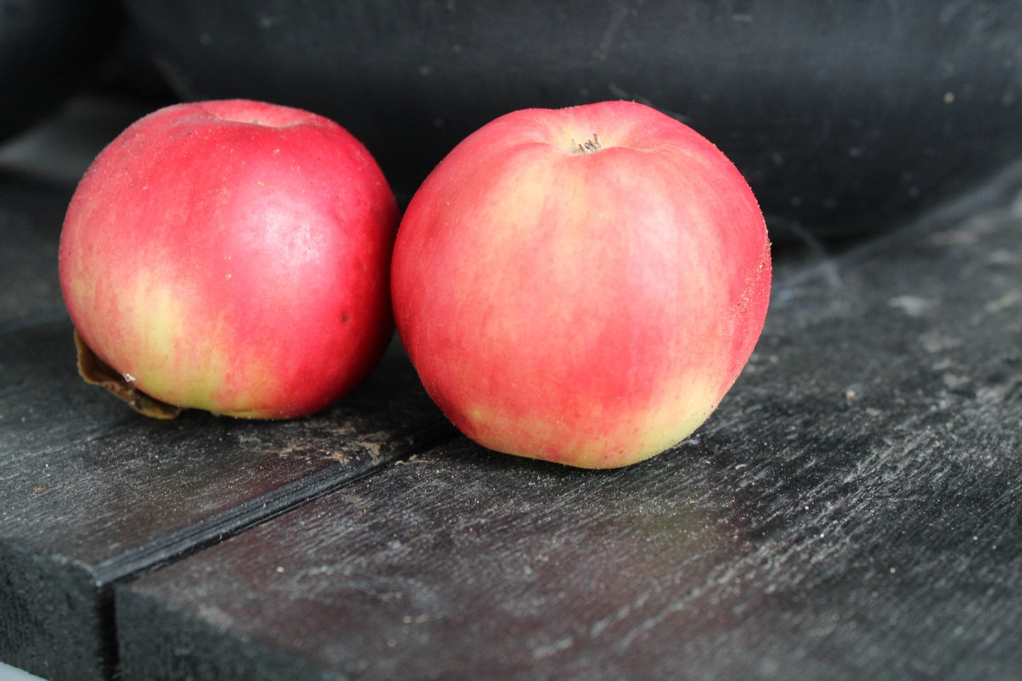 Malus domestica 'Mio' E (äpple), inkl. uppbindnings kit