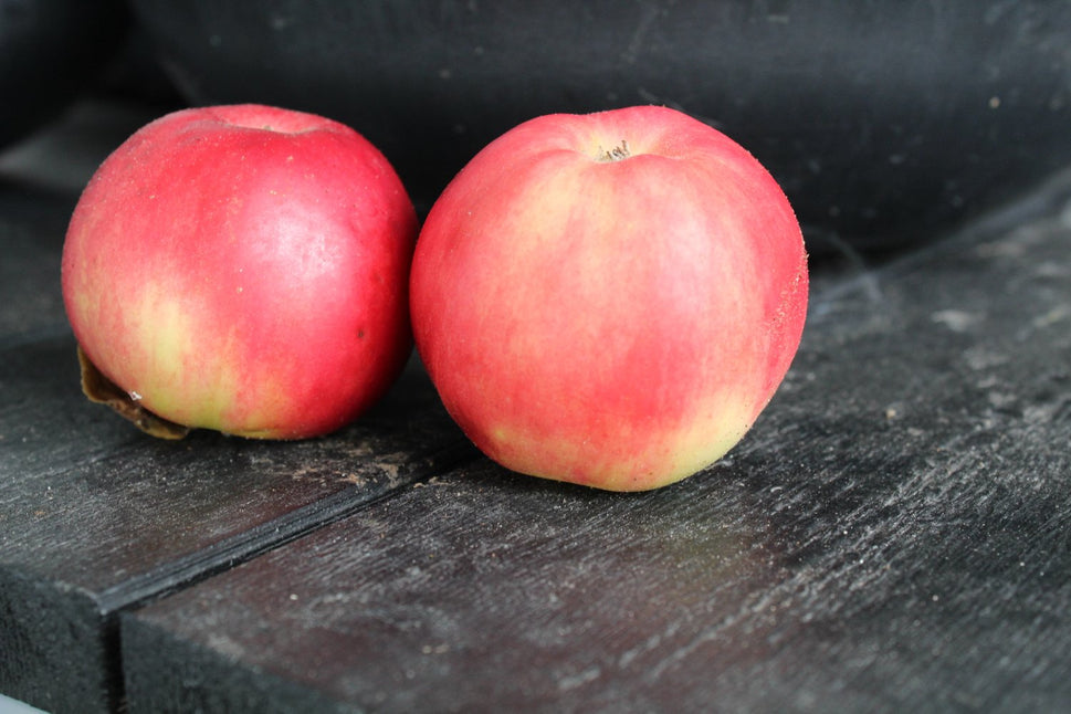Malus domestica 'Mio' E (äpple), inkl. uppbindnings kit
