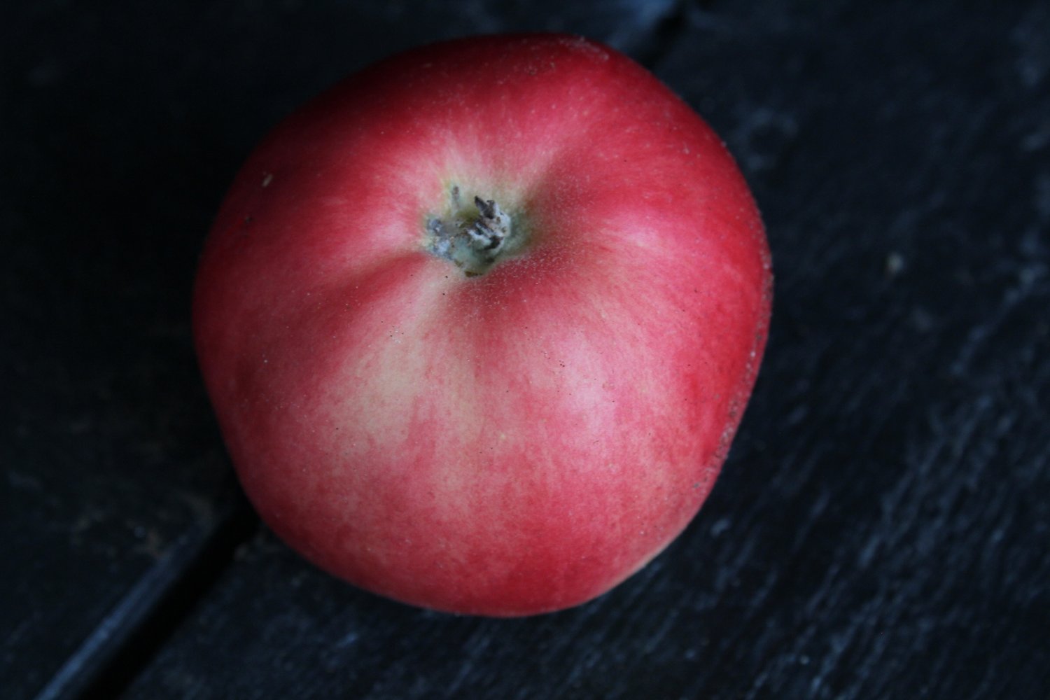 Malus domestica 'Mio' E, (äpple)