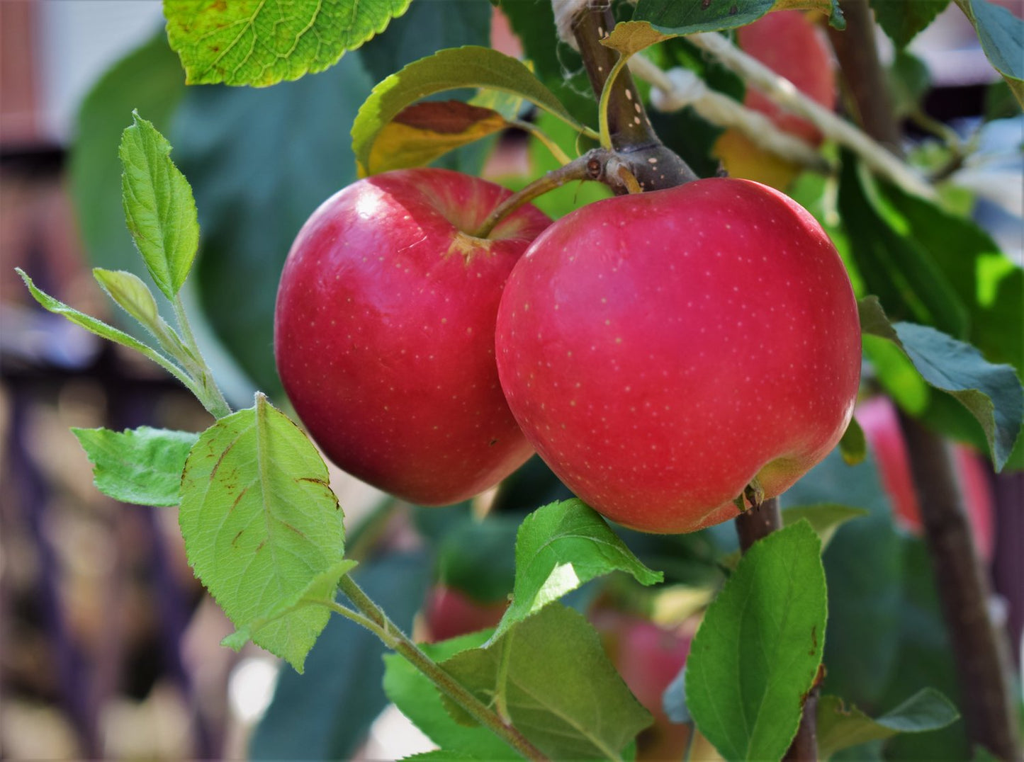 Malus domestica 'P. J. Bergius' (äpple),  inkl. uppbindnings kit