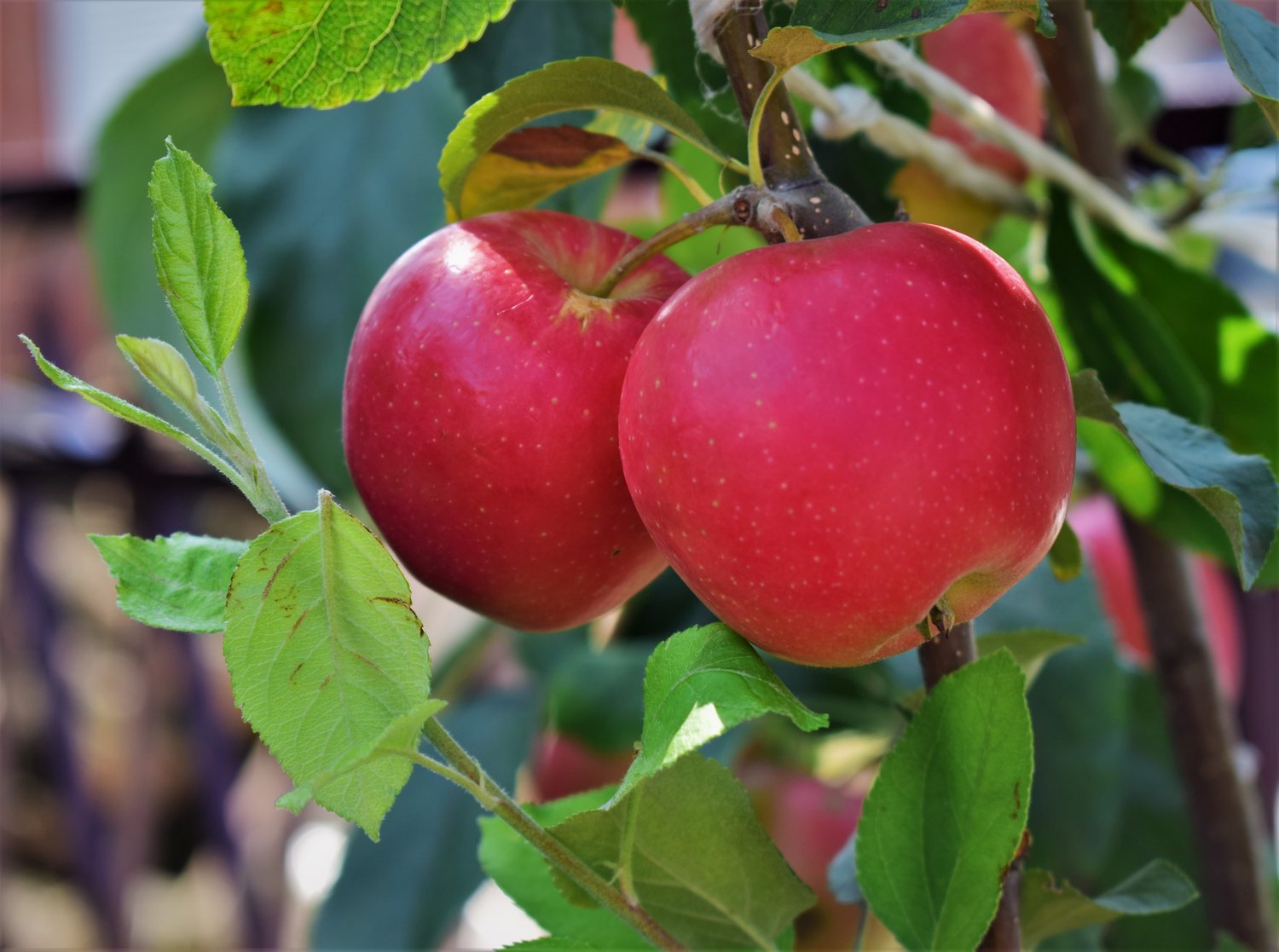 Malus domestica 'P. J. Bergius' (äpple)