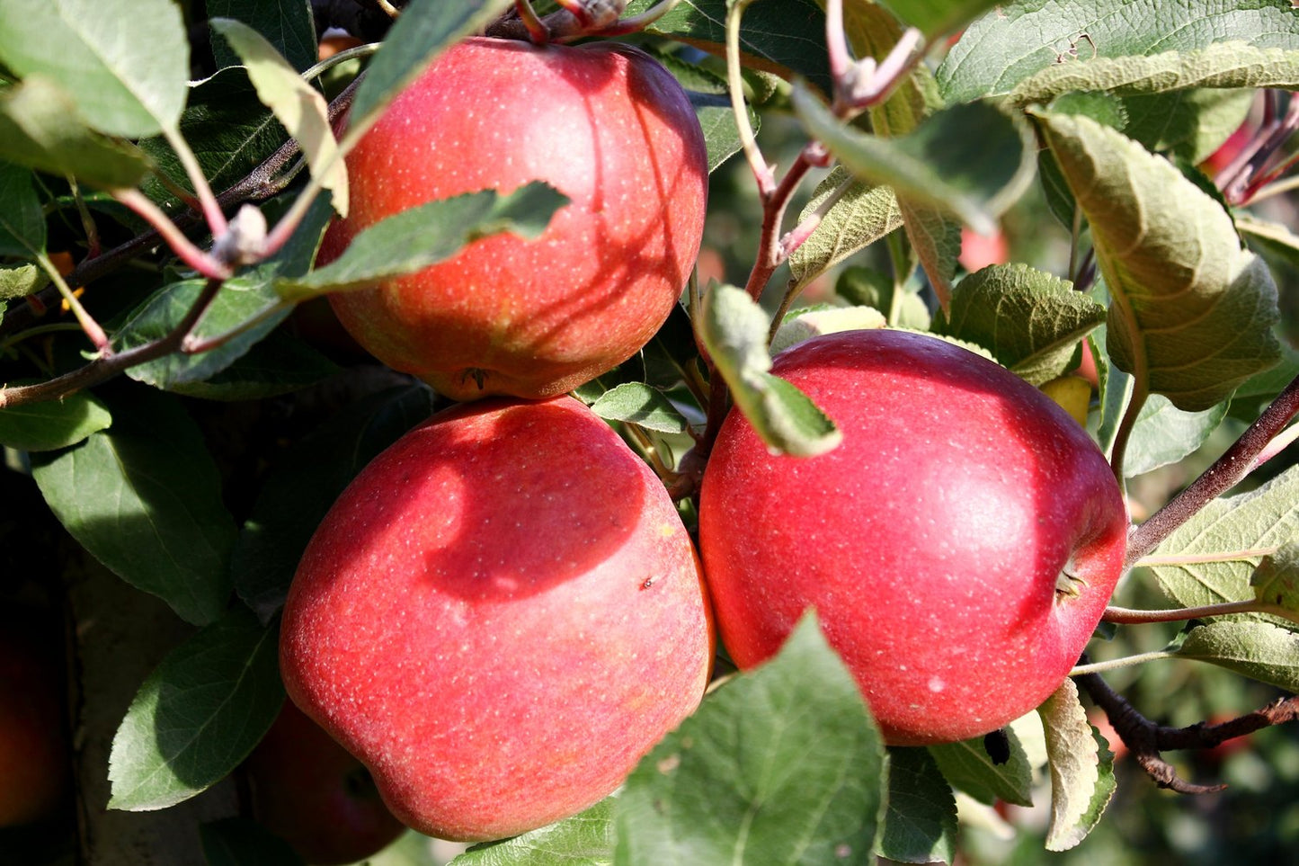 Malus domestica 'P. J. Bergius' (äpple)