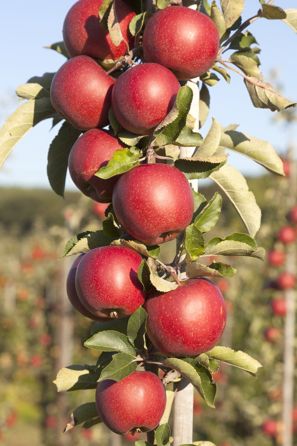 Malus domestica 'Redcats' (pelaräpple), inkl. uppbindnings kit