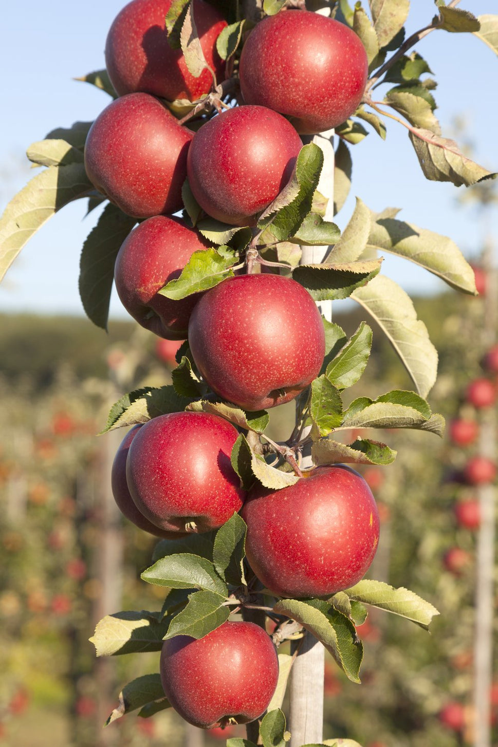 Malus domestica 'Redcats' (pelaräpple), inkl. uppbindnings kit