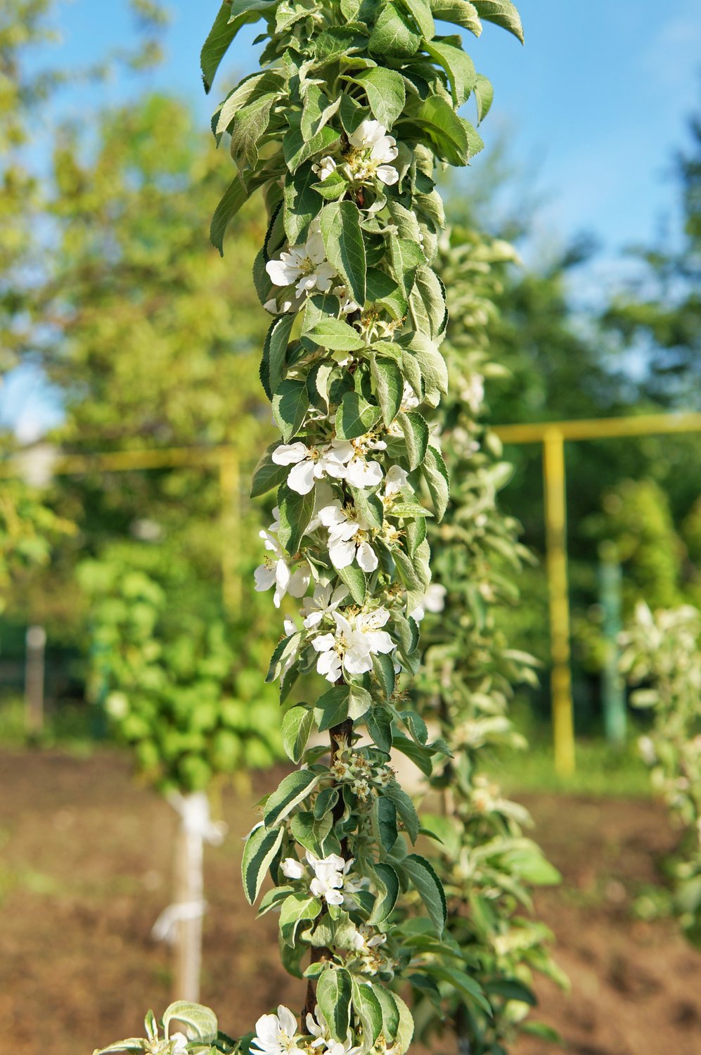 Malus domestica 'Redcats' (pelaräpple)
