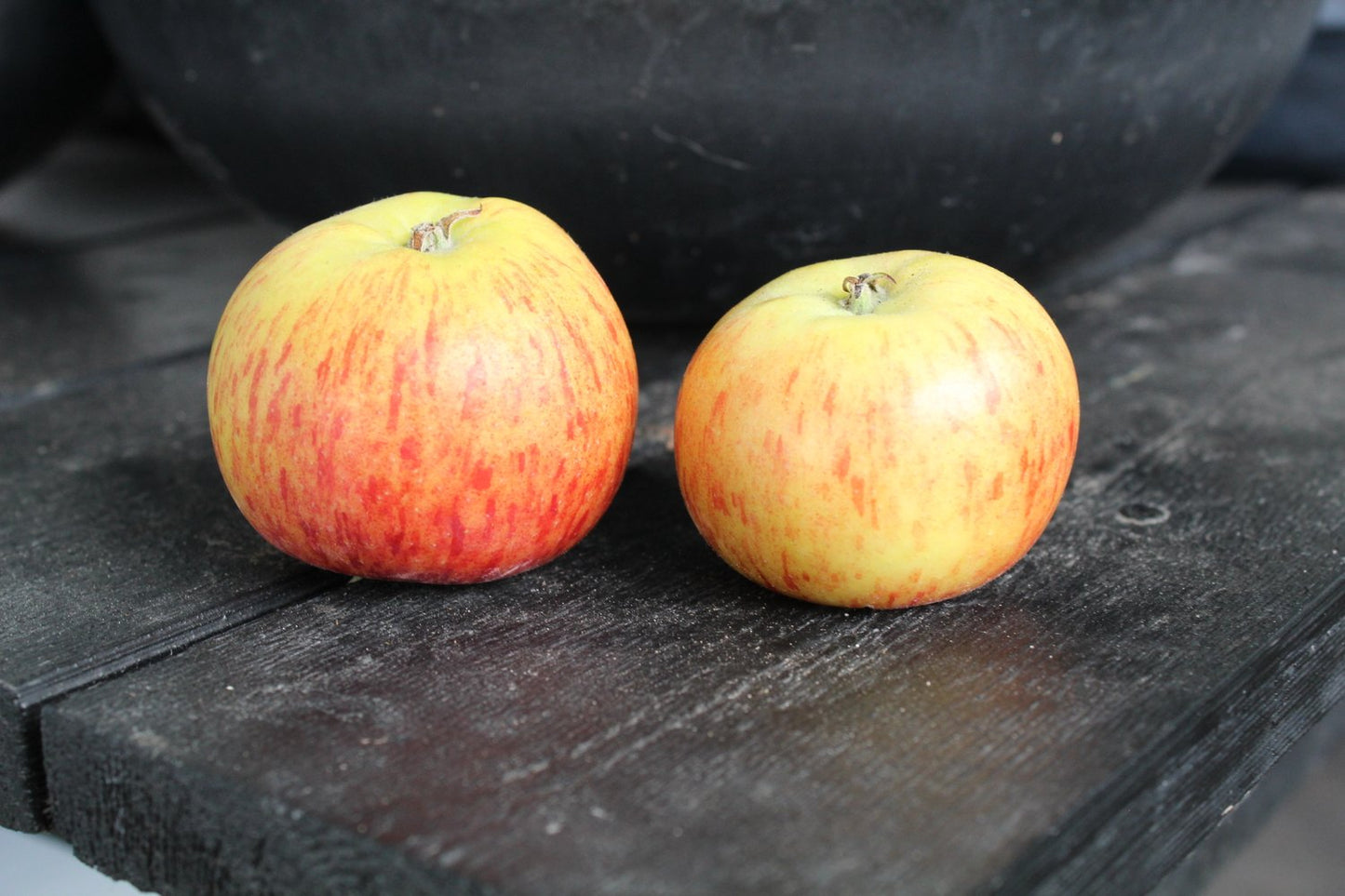Malus domestica 'Rubinola' (äpple), inkl. uppbindnings kit
