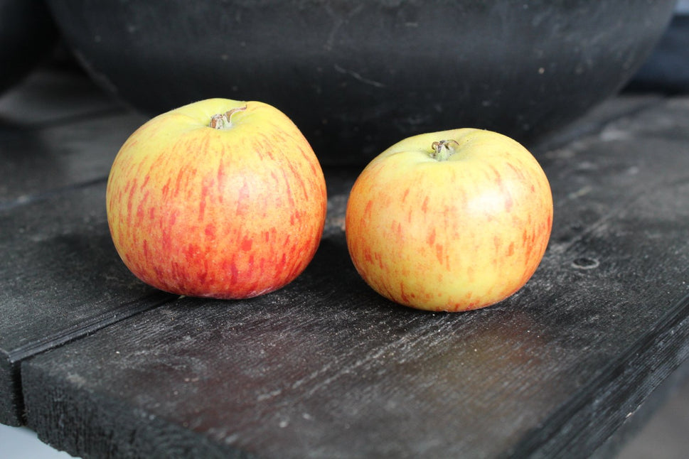 Malus domestica 'Rubinola' (äpple), inkl. uppbindnings kit