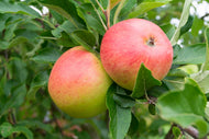 Malus domestica 'Rubinola' (äpple), inkl. uppbindnings kit