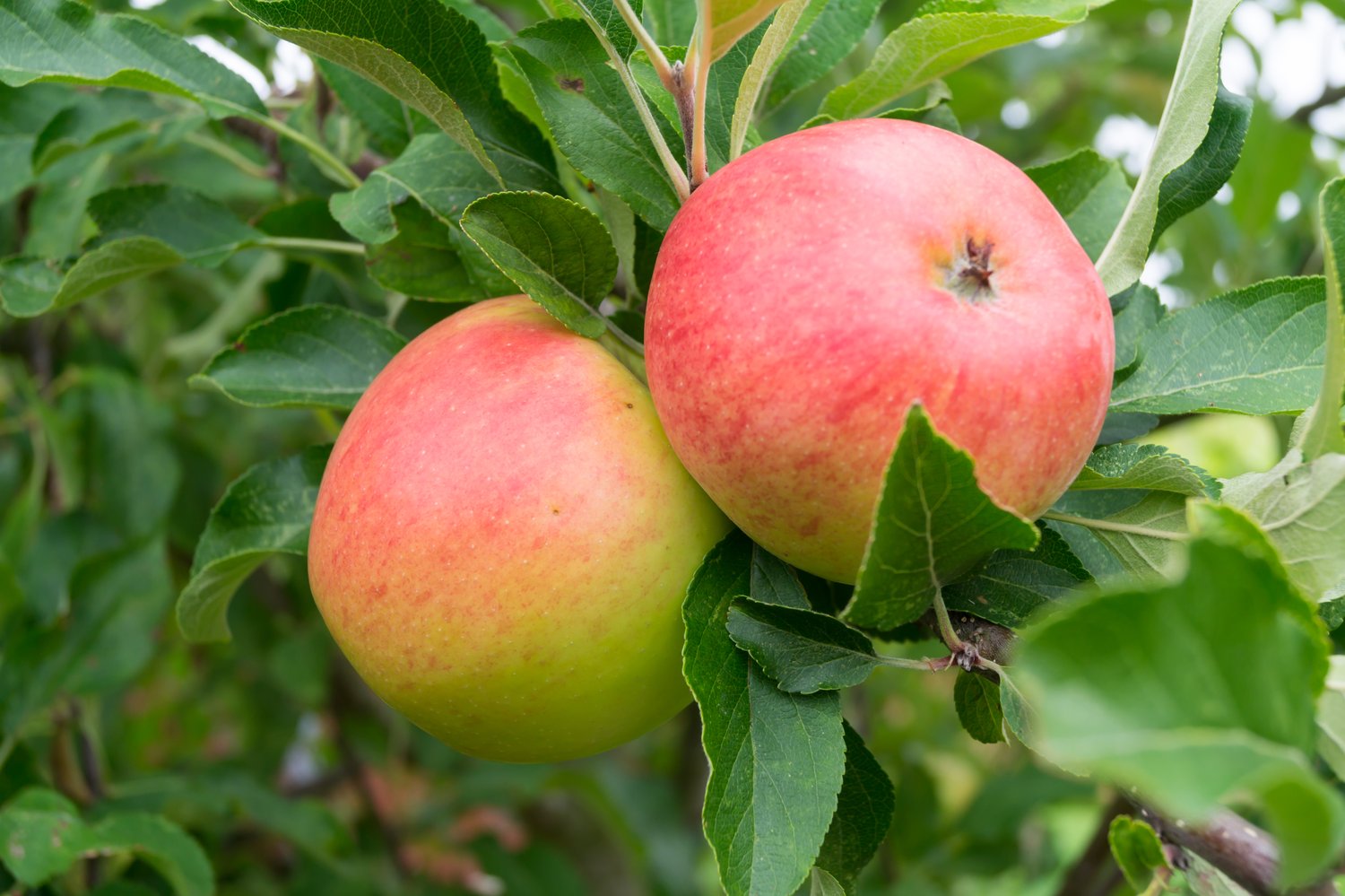 Malus domestica 'Rubinola' (äpple)