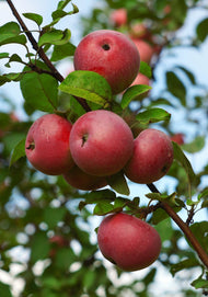 Malus domestica 'Rödluvan' E (äpple), inkl. uppbindnings kit