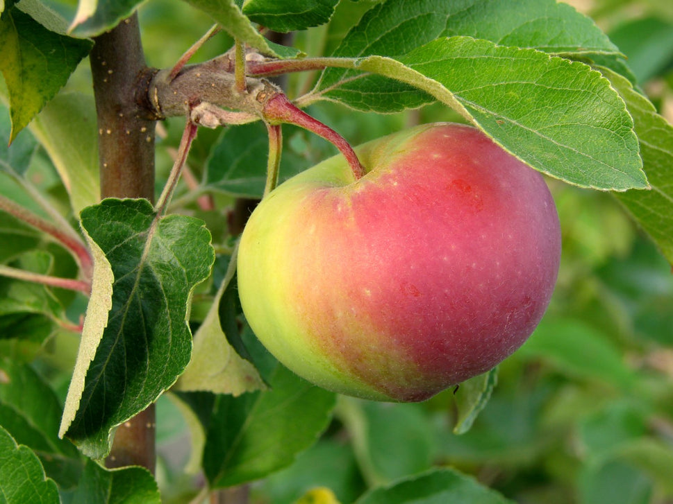 Malus domestica RÖTT KANELÄPPLE, inkl. uppbindnings kit