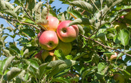 Malus domestica RÖTT KANELÄPPLE, inkl. uppbindnings kit