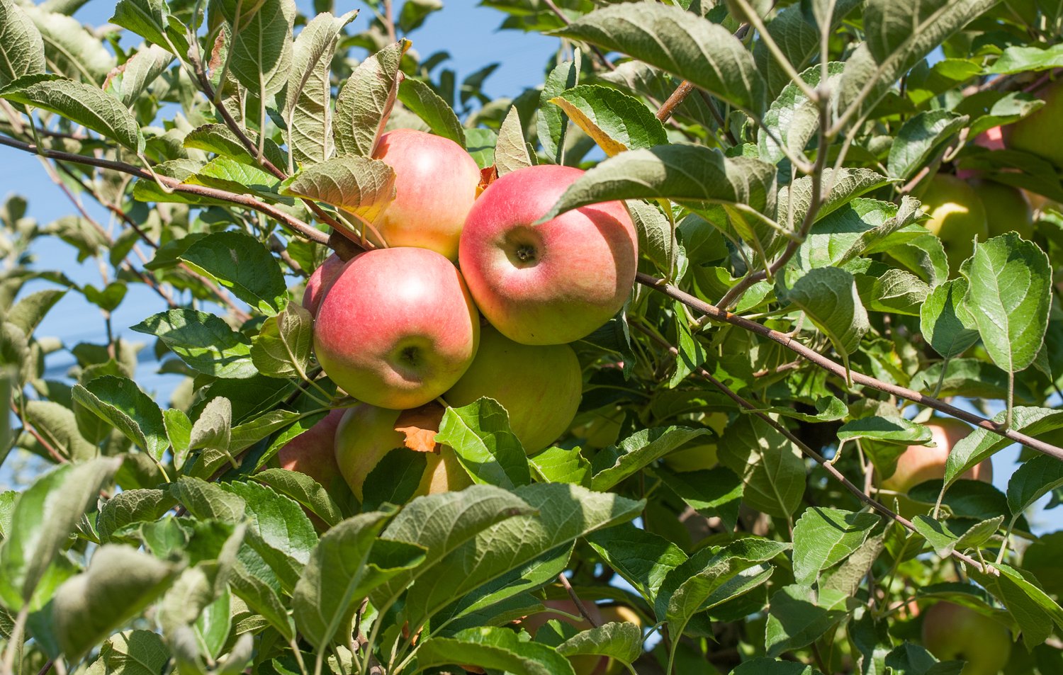 Malus domestica RÖTT KANELÄPPLE, inkl. uppbindnings kit