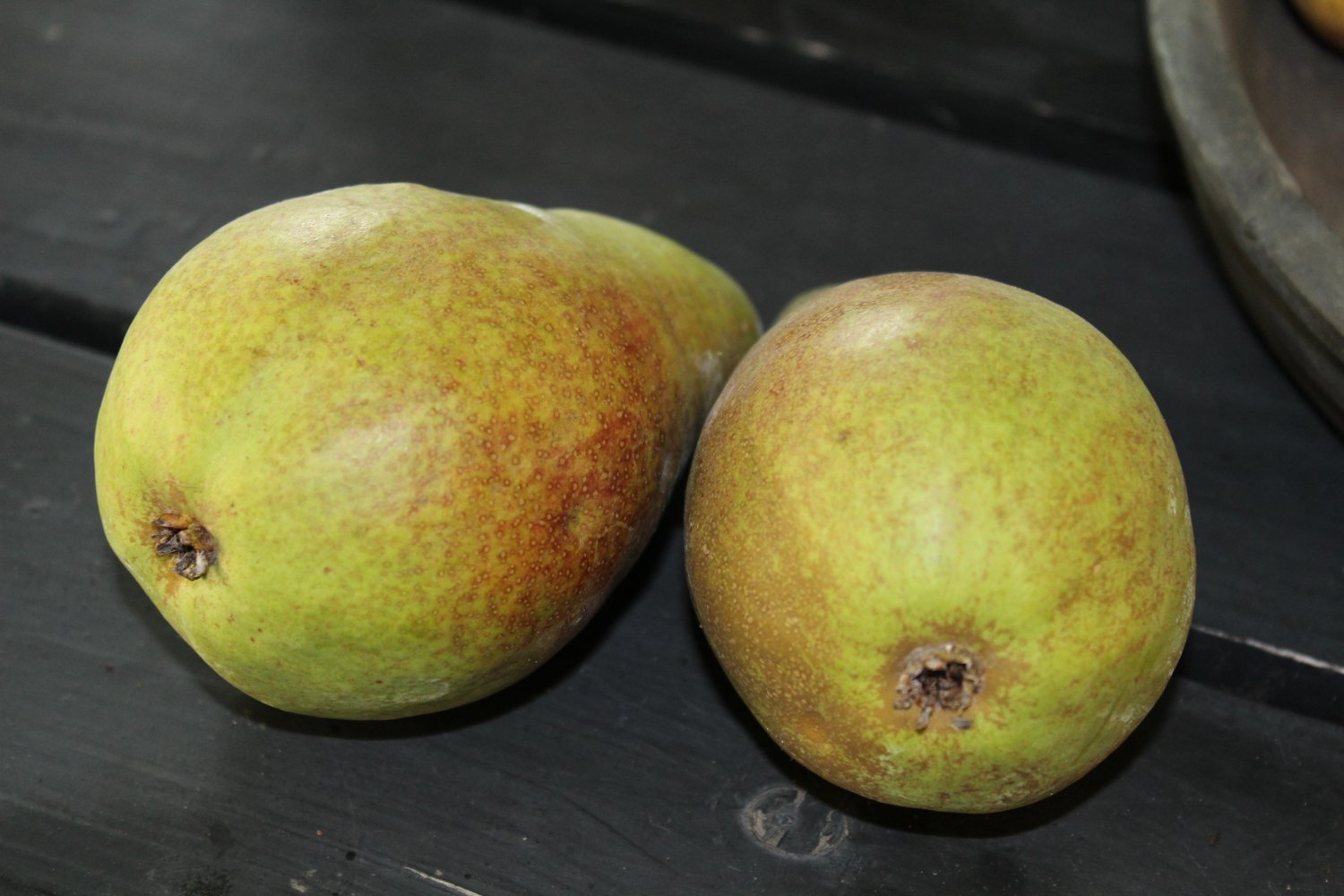 Pyrus communis 'Fritjof' E (päron), inkl. uppbindnings kit