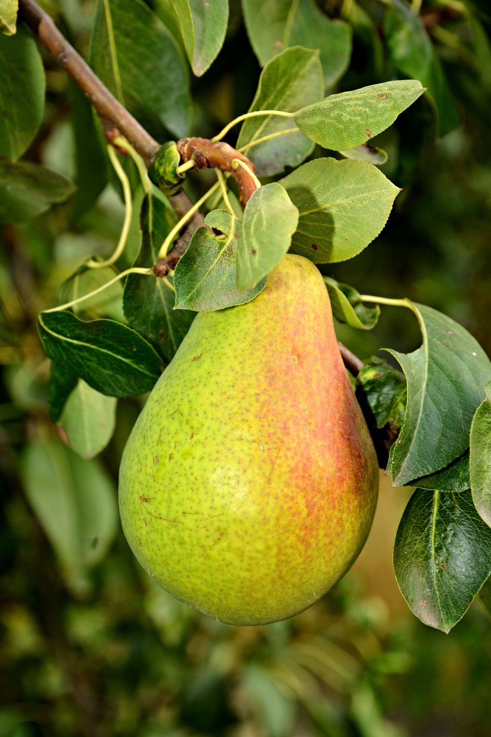 Pyrus communis 'Fritjof' E (päron), inkl. uppbindnings kit