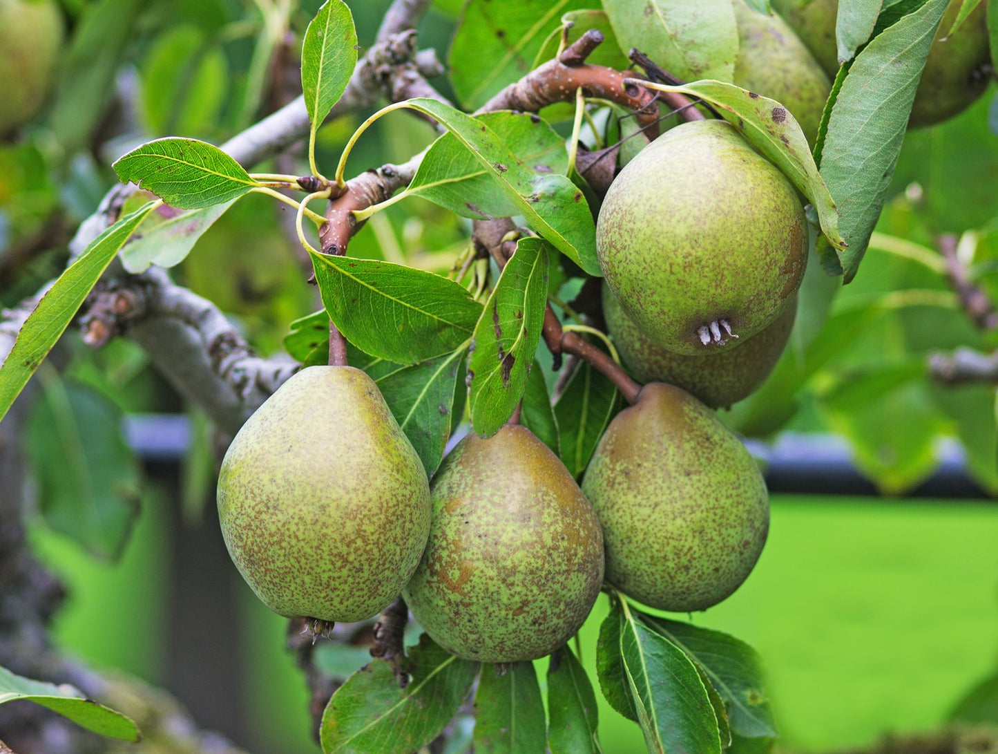 Pyrus communis GRÅPÄRON, inkl. uppbindnings kit