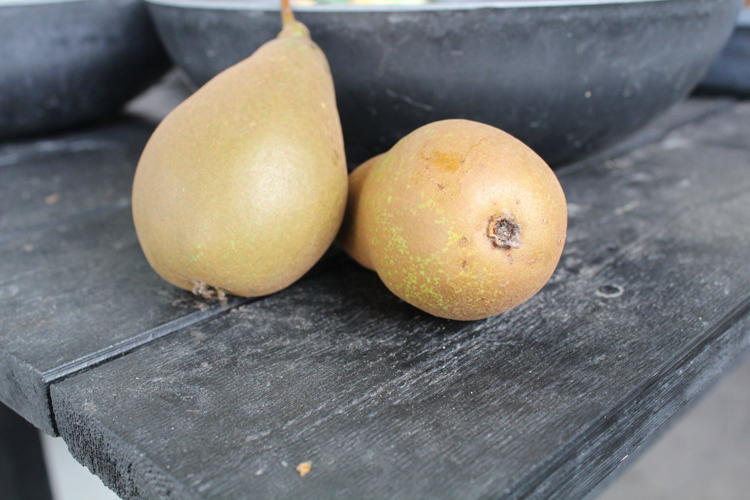 Pyrus communis 'Ingeborg' E (päron)