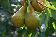 Pyrus communis 'Ingeborg'E  (päron), inkl. uppbindnings kit