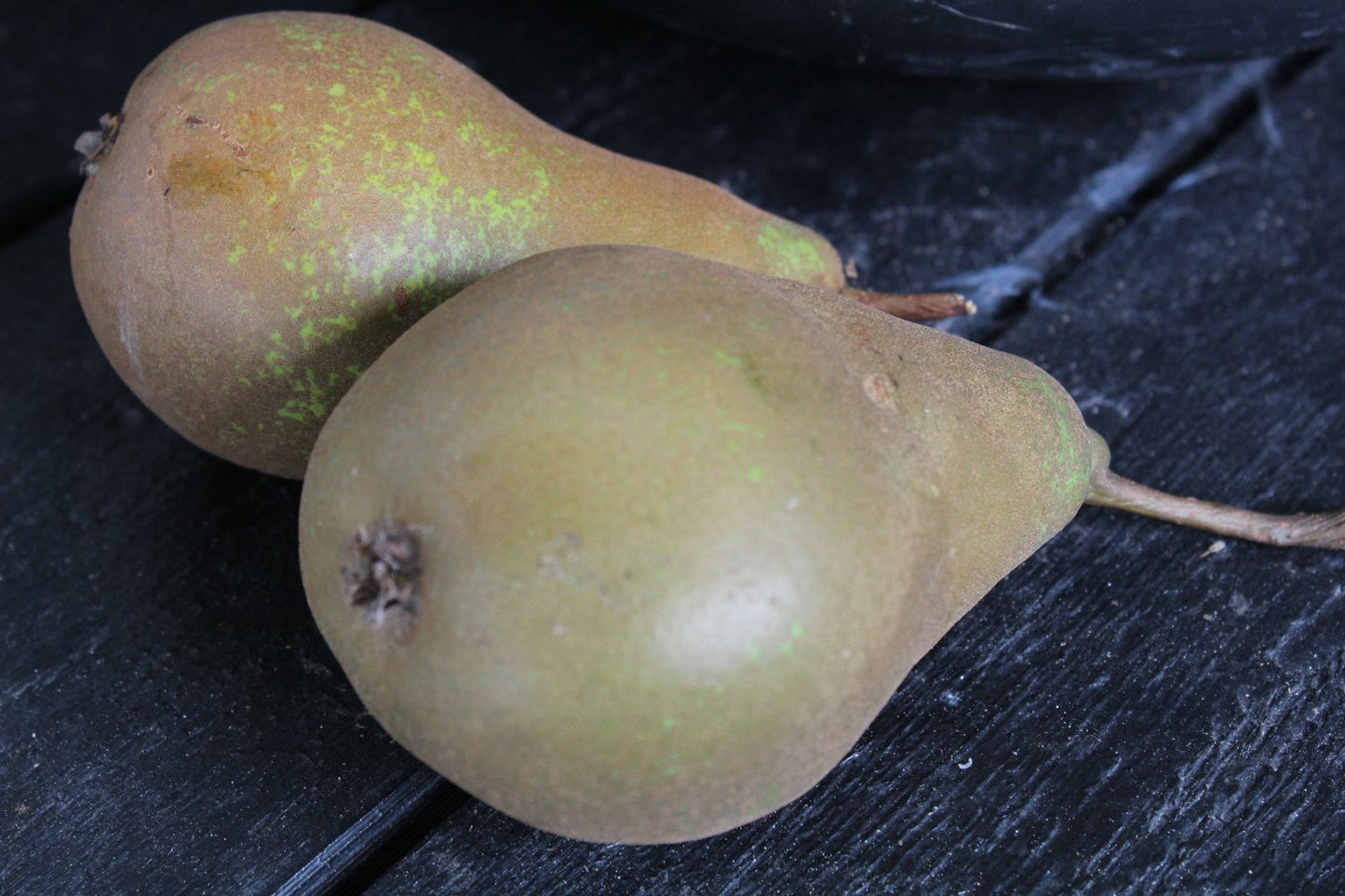 Pyrus communis 'Ingeborg' E (päron)