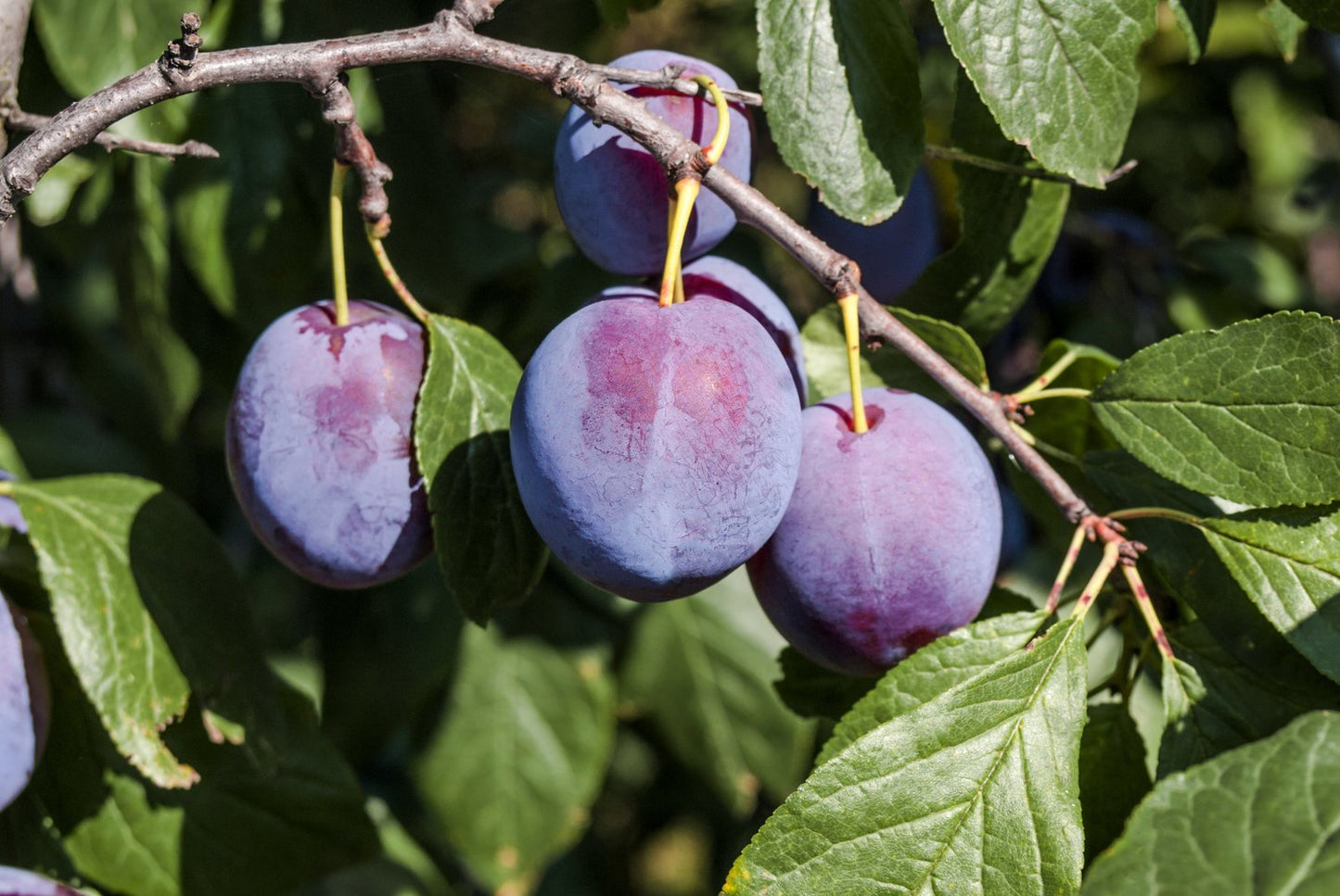Prunus domestica CZAR (plommon), inkl. uppbindnings kit