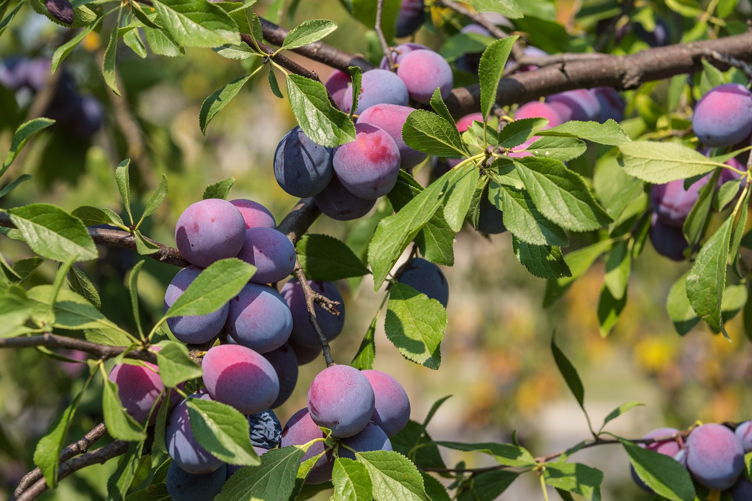 Prunus domestica CZAR (plommon)