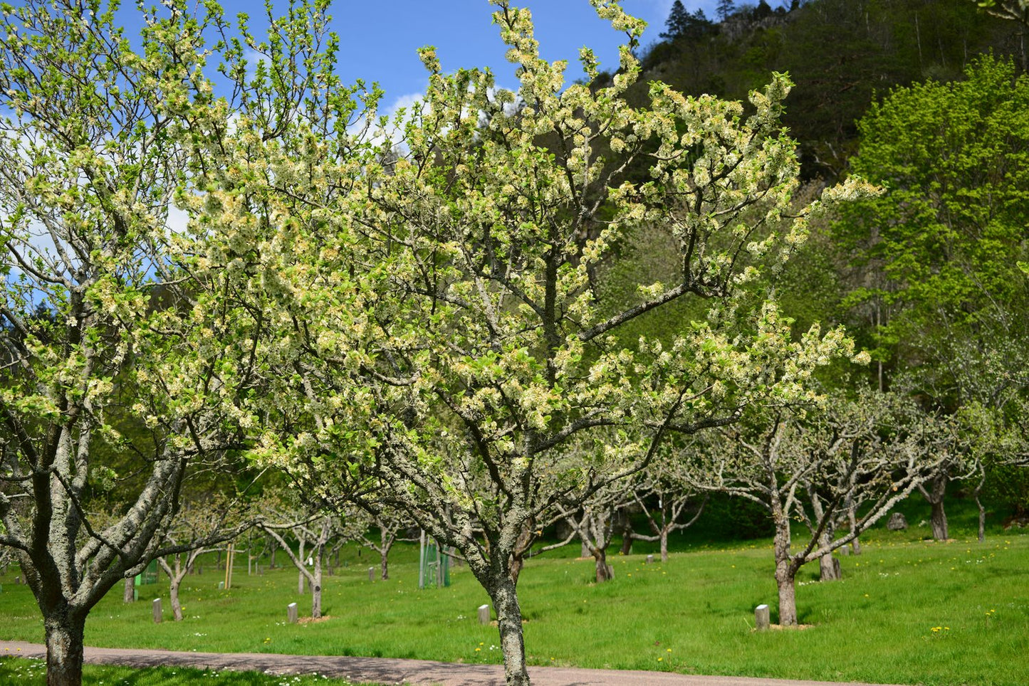Prunus domestica CZAR (plommon)