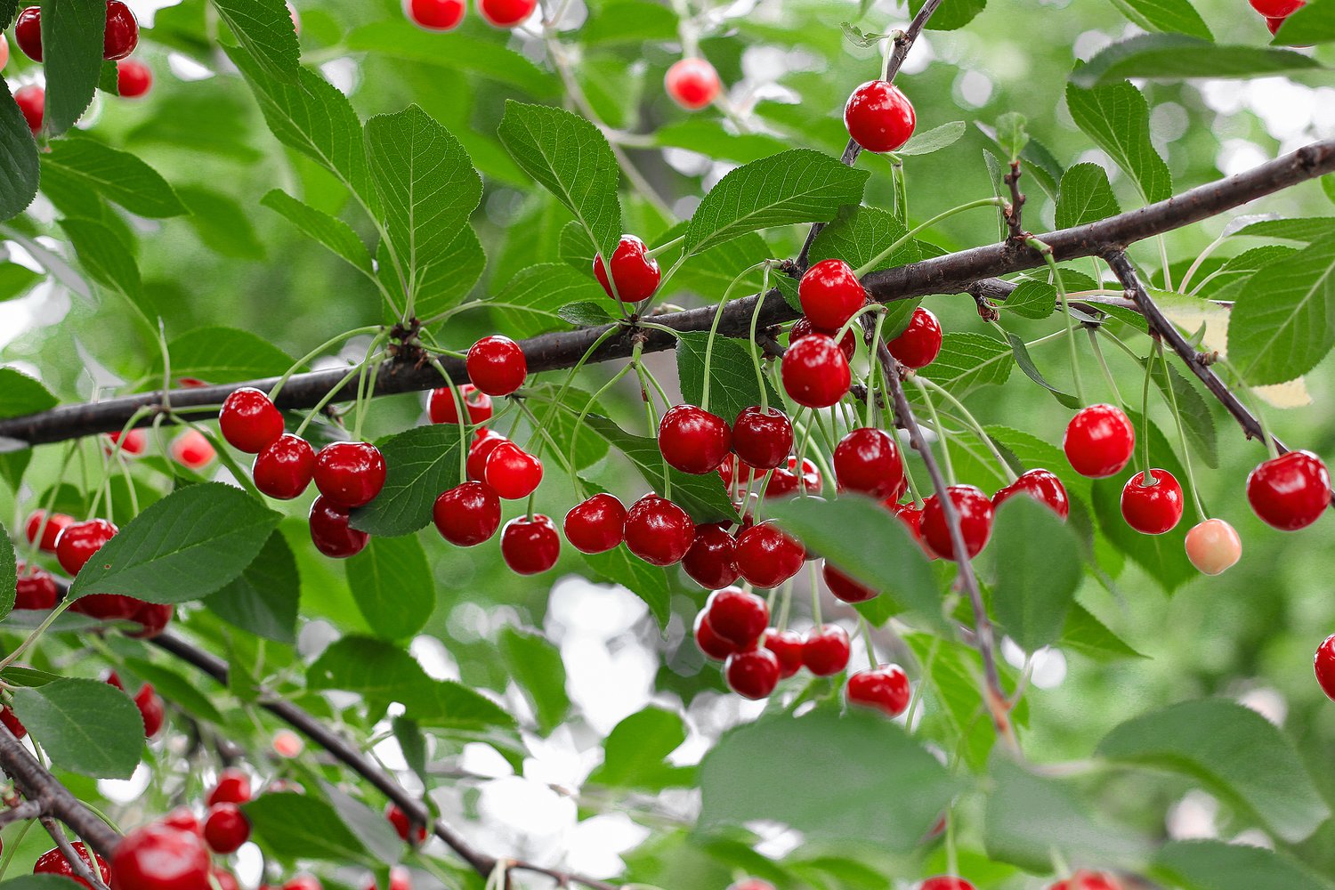 Prunus cerasus 'Berit' (körsbär)