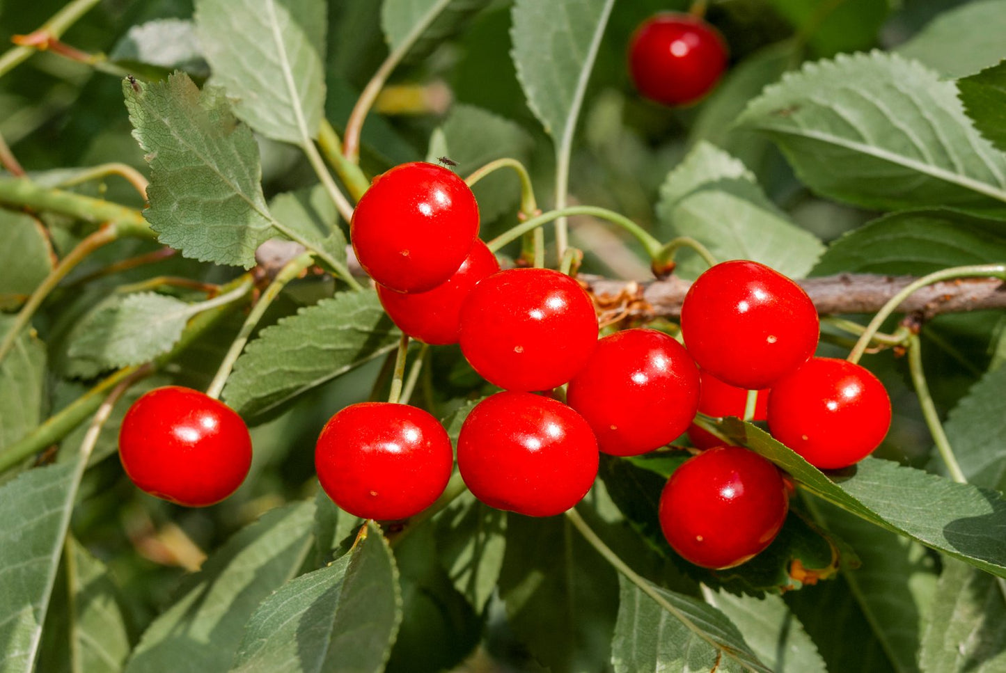 Prunus cerasus 'Berit' (körsbär)