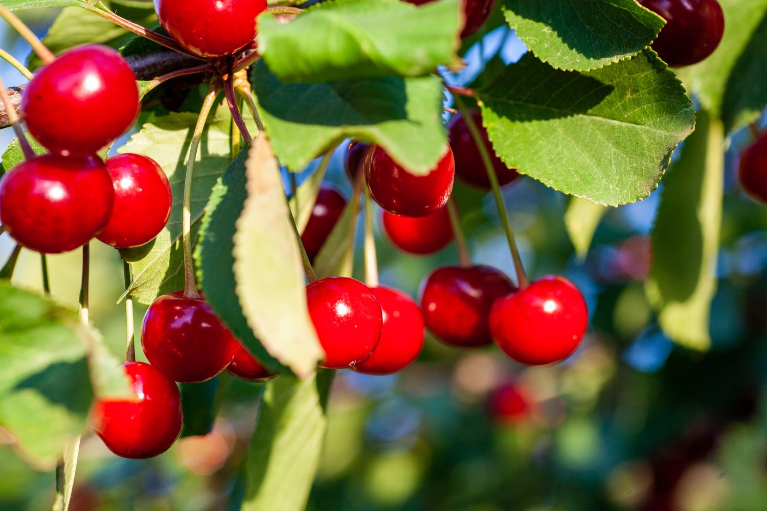 Prunus cerasus 'Berit' (körsbär)