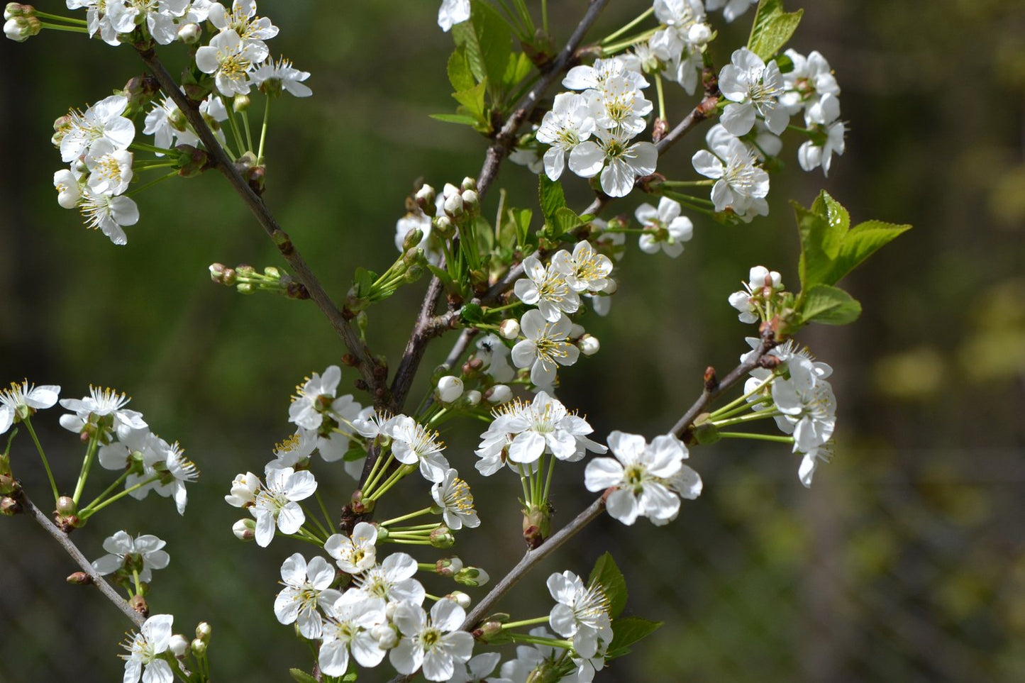 Prunus cerasus 'Berit' (körsbär)