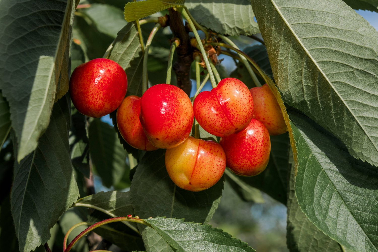 Prunus avium 'Fryksås', (körsbär), inkl uppbindnings kit