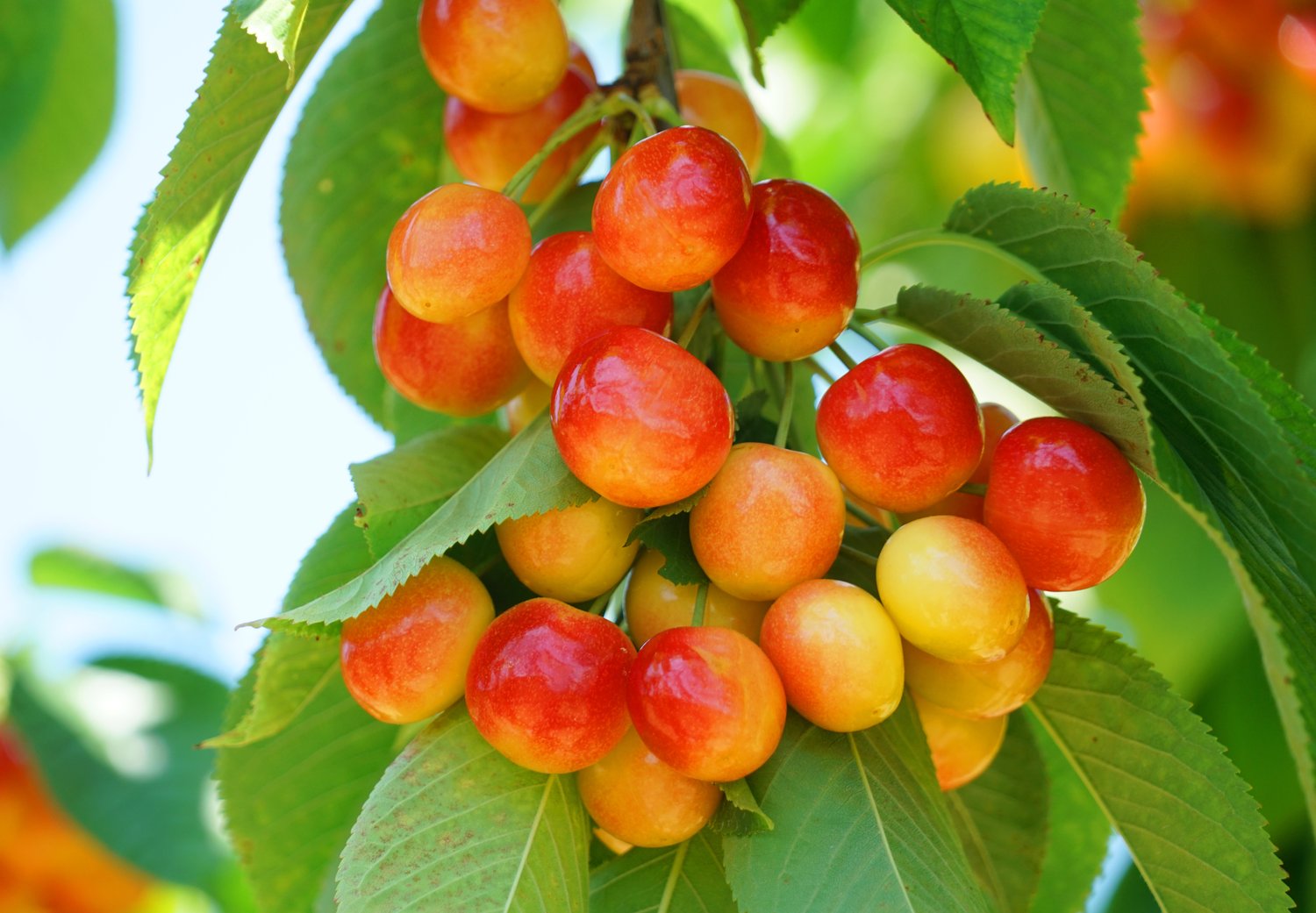 Prunus avium 'Fryksås', (körsbär), inkl uppbindnings kit