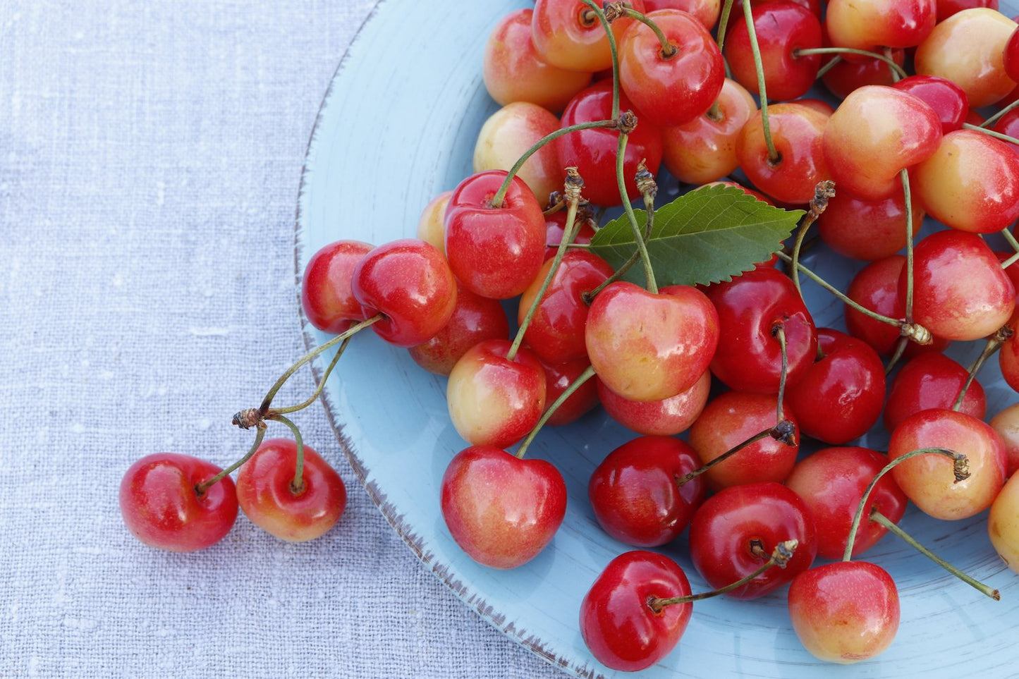 Prunus avium 'Fryksås', (körsbär), inkl uppbindnings kit