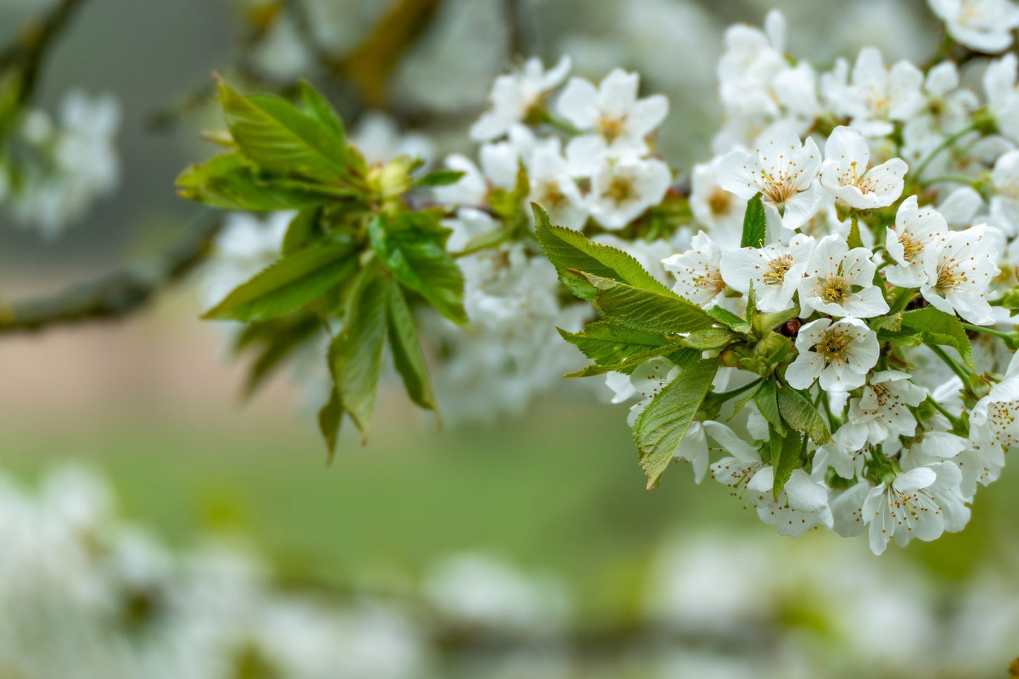 Prunus avium 'Fryksås', (körsbär), inkl uppbindnings kit