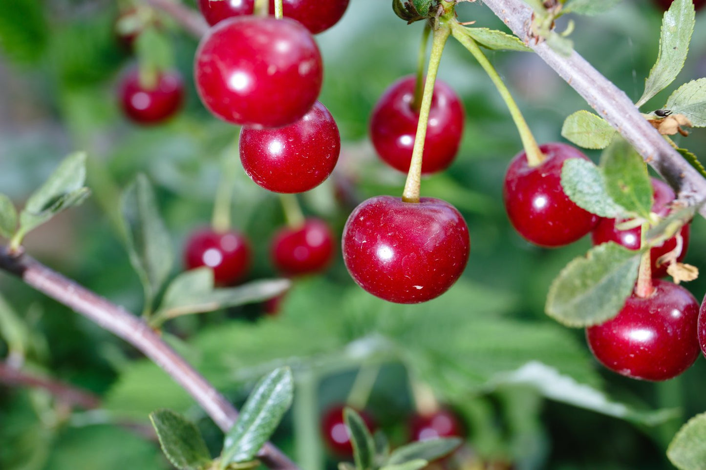 Prunus cerasus 'Huvimaja' (körsbär), inkl uppbindnings kit