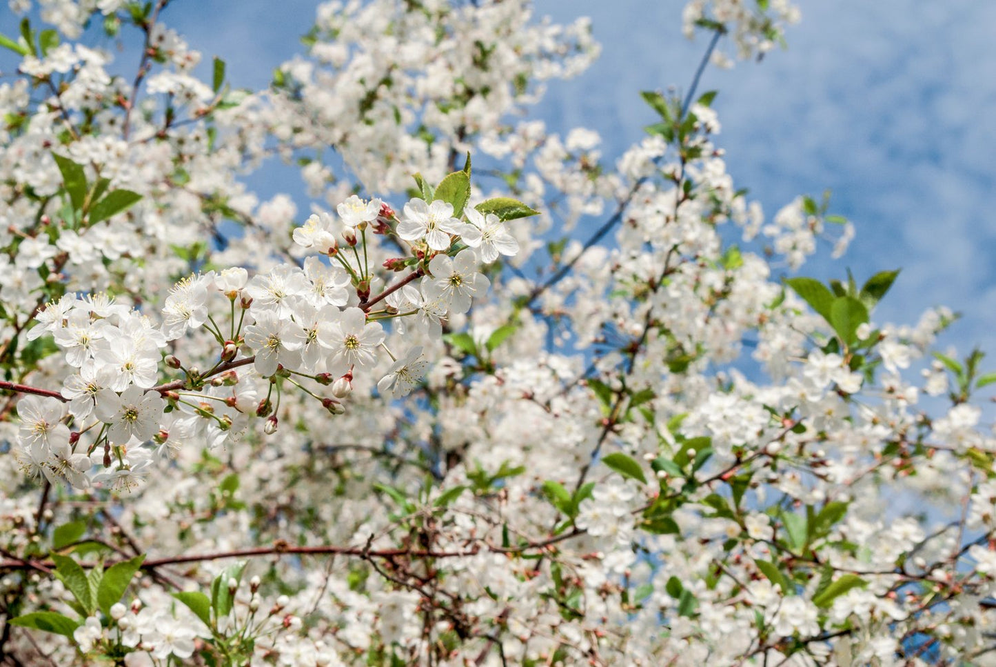Prunus cerasus 'Huvimaja' (körsbär), inkl uppbindnings kit