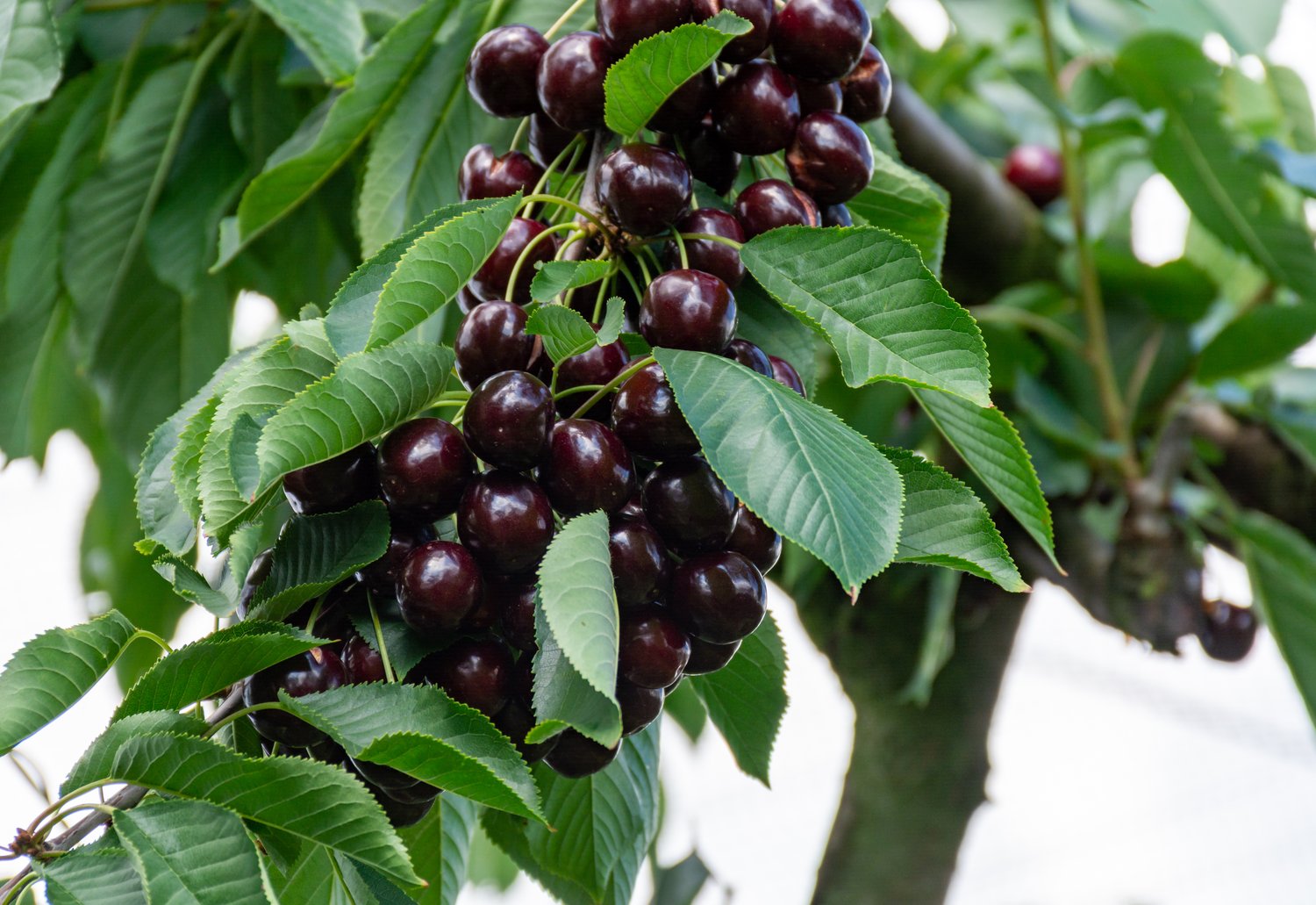 Prunus avium 'Lapins' E, (körsbär)