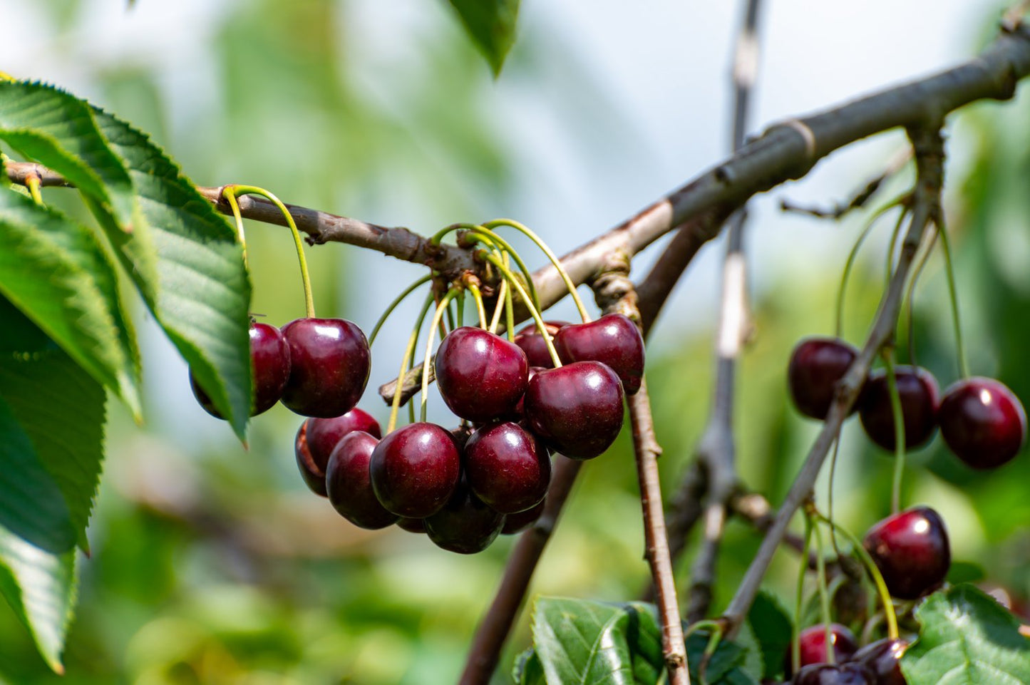Prunus avium 'Lapins' E, (körsbär)