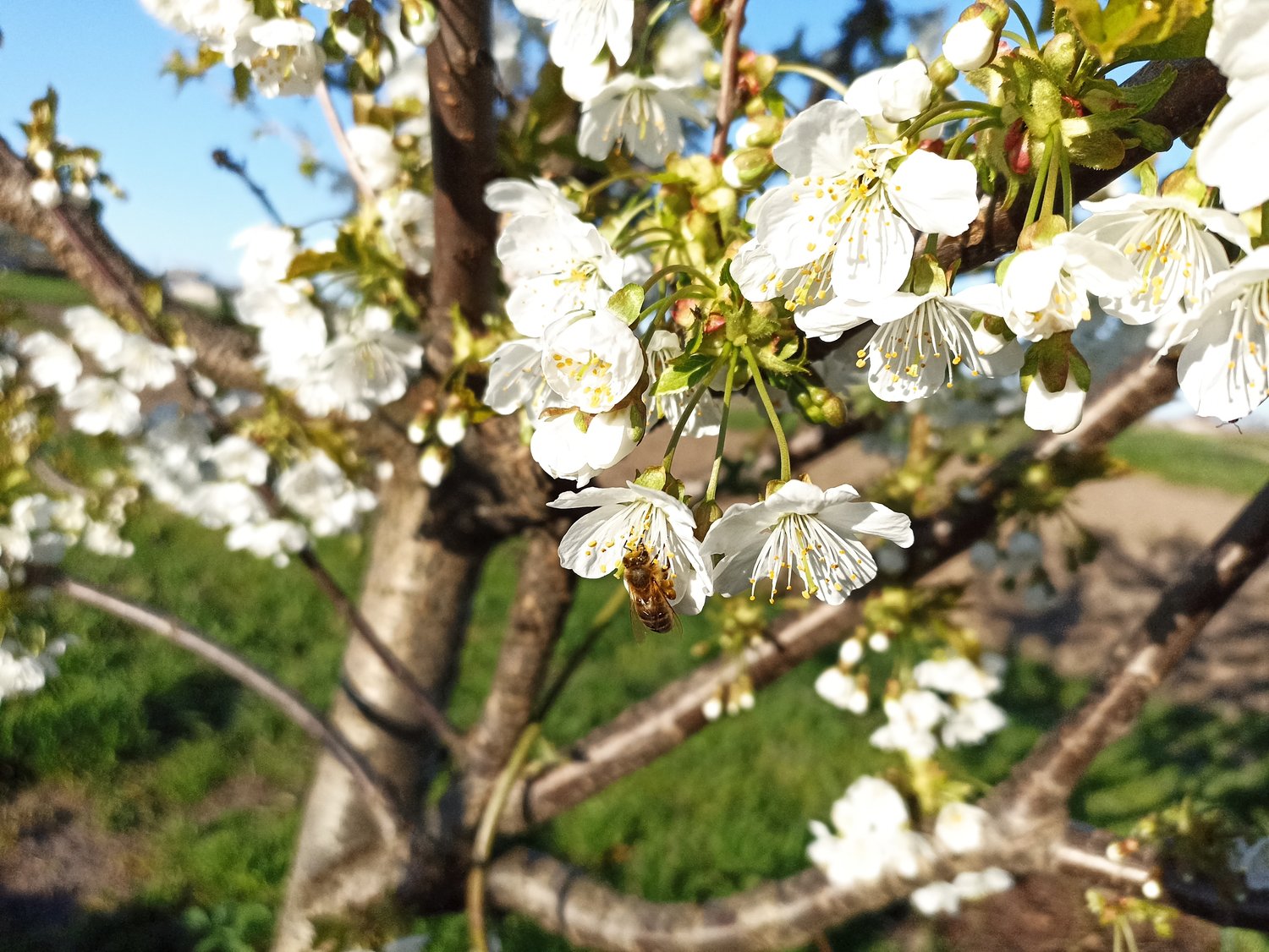 Prunus avium 'Lapins' E, (körsbär)