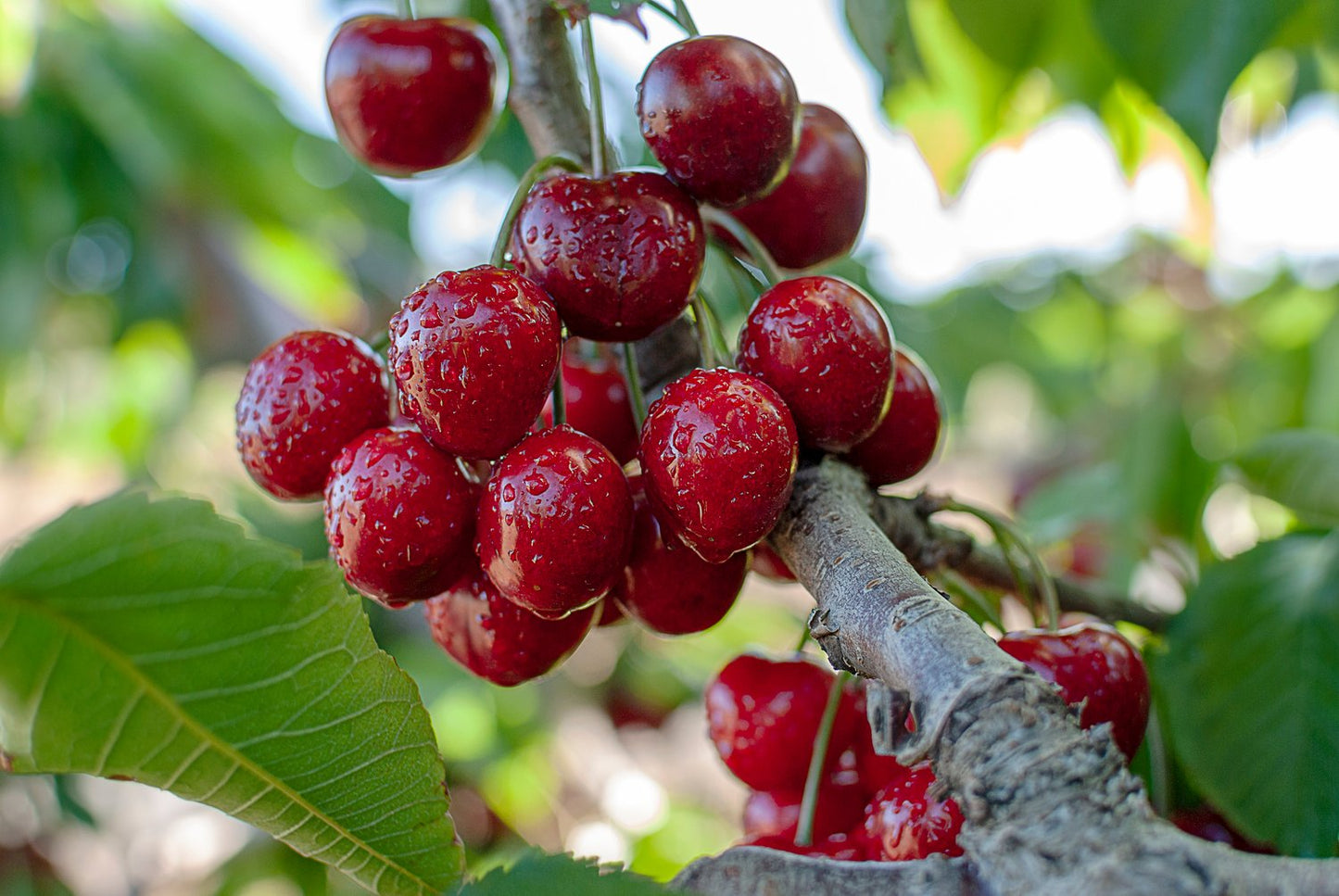 Prunus avium 'Stella' E, (körsbär)